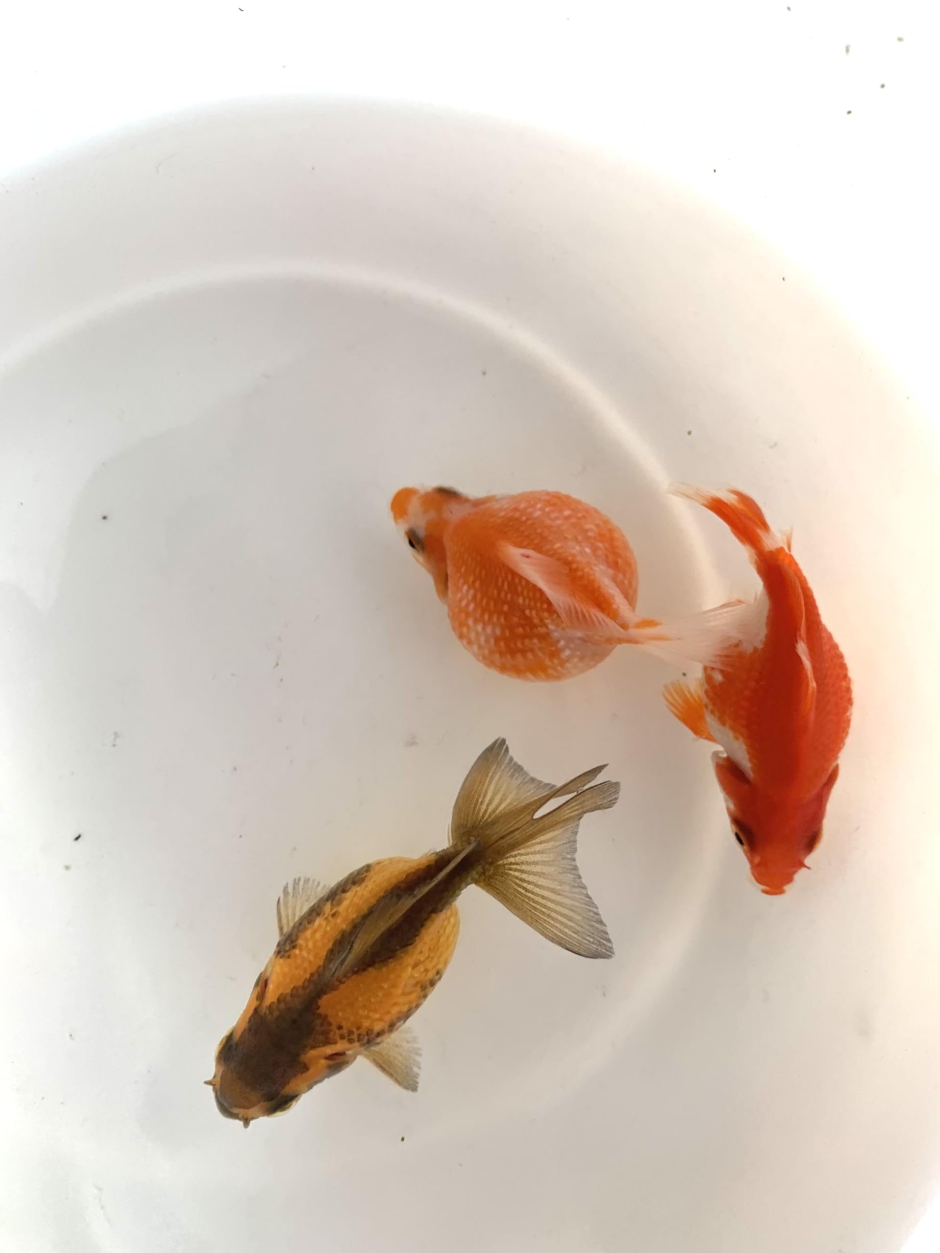 Amazon | ピンポンパール ぴんぽんぱーるちょうちんぱーるミックス 3匹