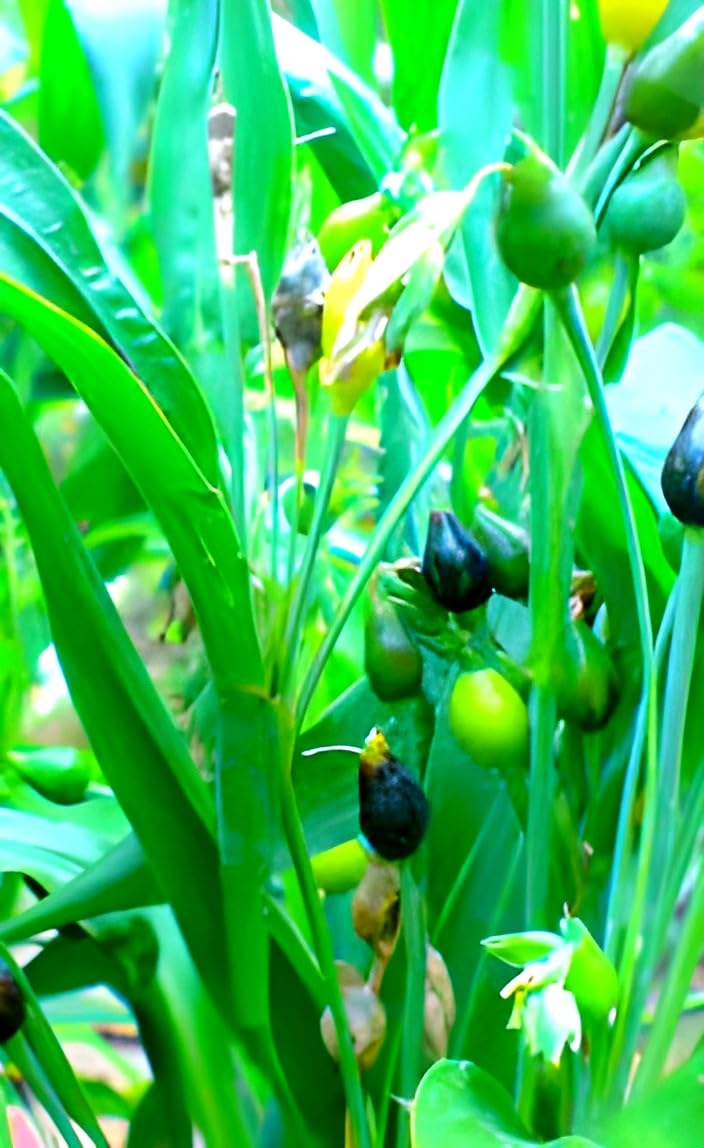 Vaijayanti Mala Plant - Live Flowering Plant -3 Vaijayanti Mala Plant - Live Flowering Plant -3