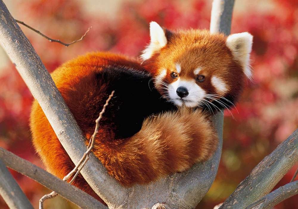 Amazon.co.jp: 印刷されたキャンバスポスター（40x60cm）動物