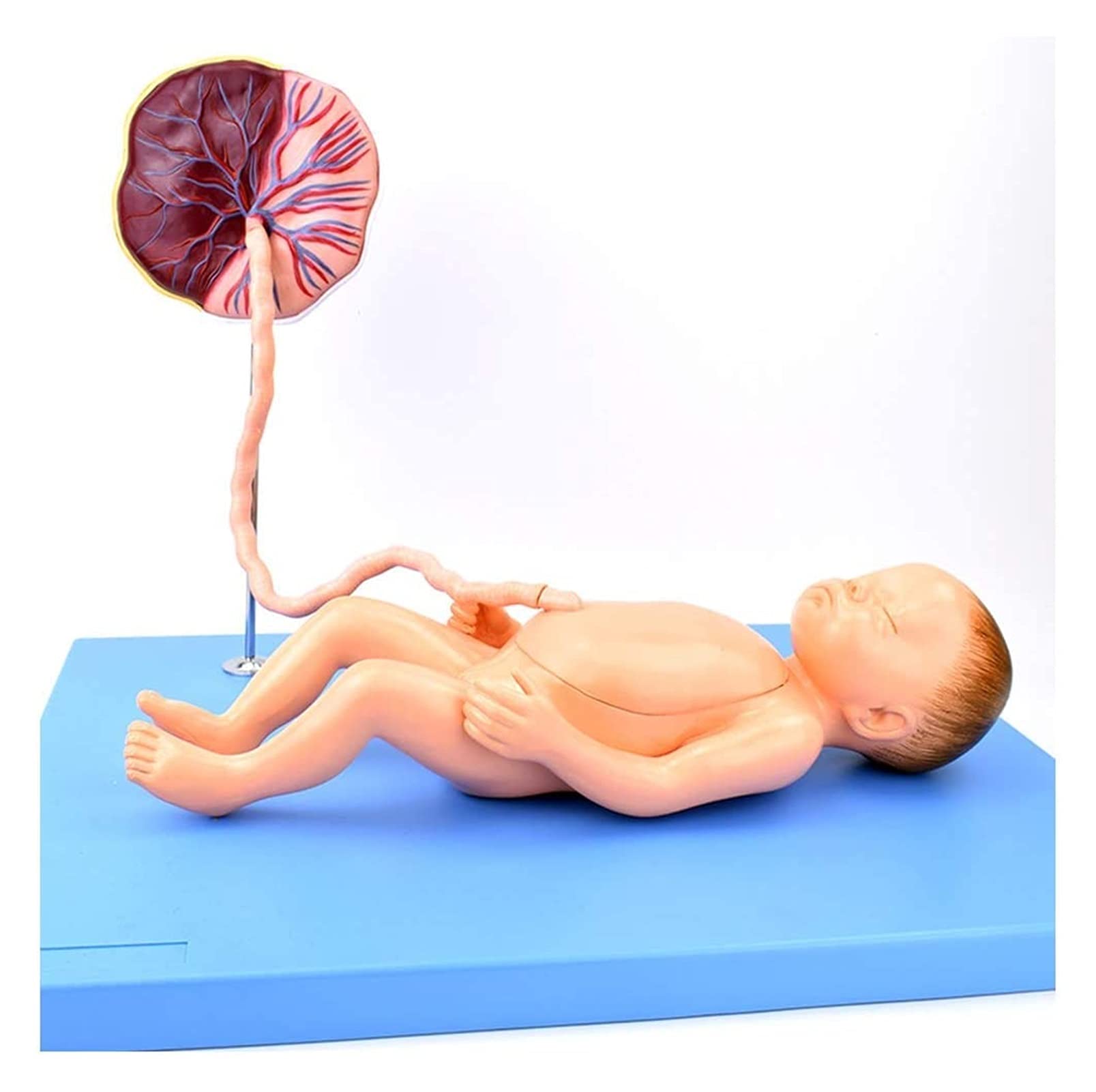 Modele Medyczne, Anatomiczny Model Narządów Noworodków, Niemowląt, Sznurek Pęcznikowy, Opieka Nad Płodem, Model Anatomii Dla Materiałów Nauczalnych