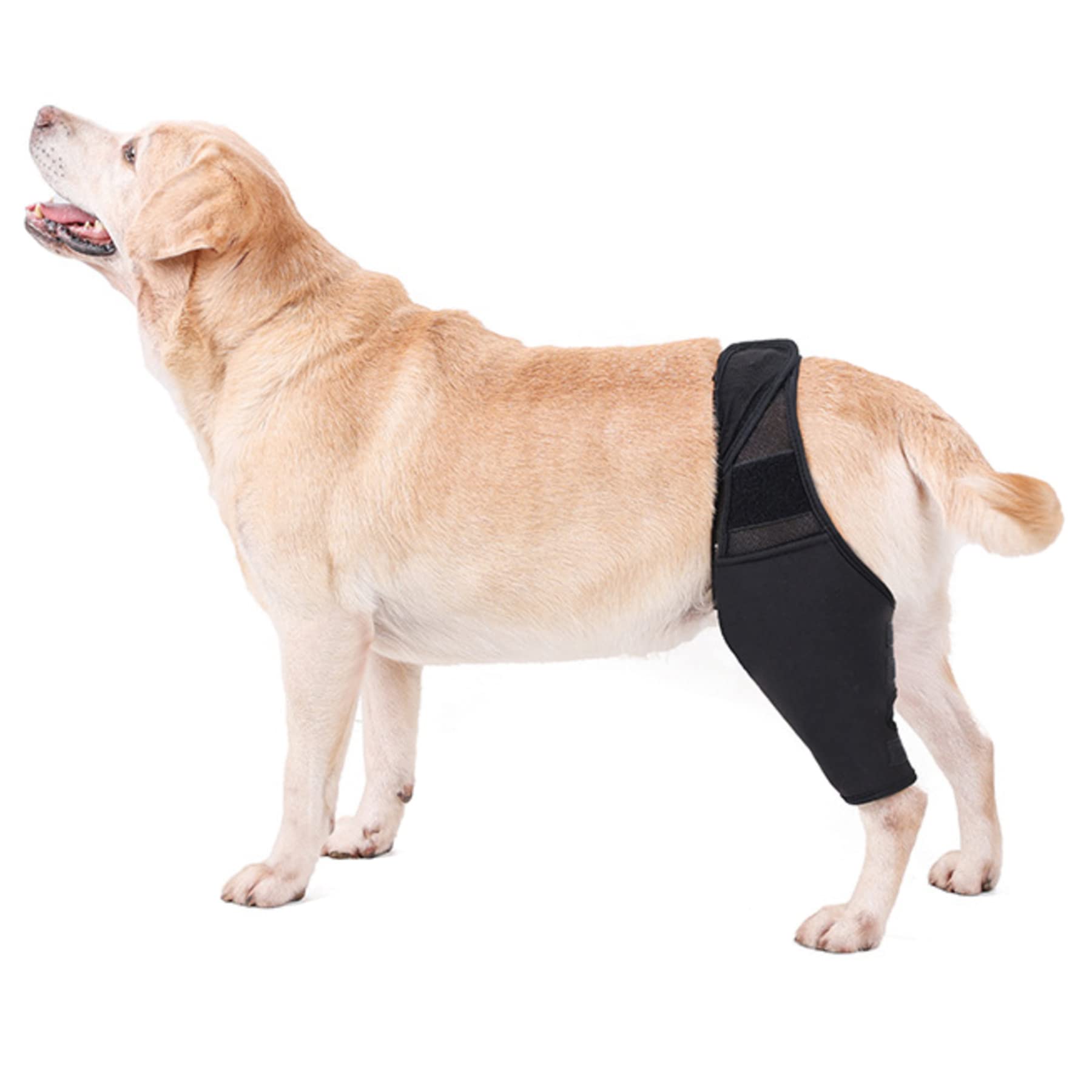 Why Does My Dog Move His Leg When I Scratch Him