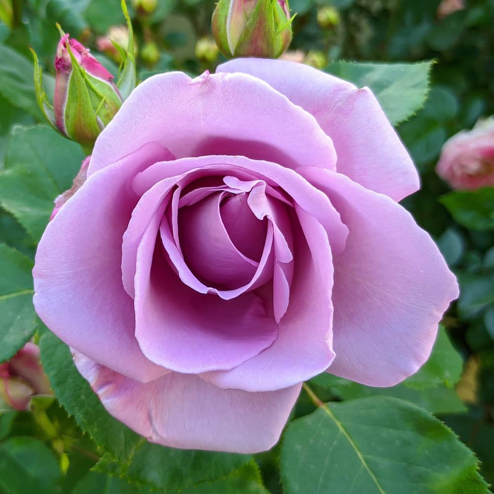 YouGarden Harkness Rose 'The Birthday Boy' ™, Hybrid Tea Bush 4 Litre Pot Fragrant Large Blooms Gift Ready
