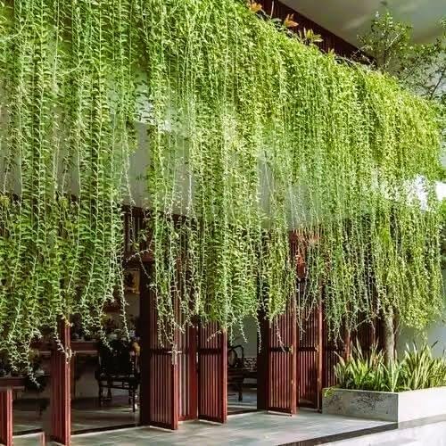 Parda Bel Live Plant | Curtain Creeper Plant for Balcony & Home Garden | Fast Growing Climber Plant for Wall, Gate & Fence | Outdoor Decorative Green Plant (Pack of 1)-image-47