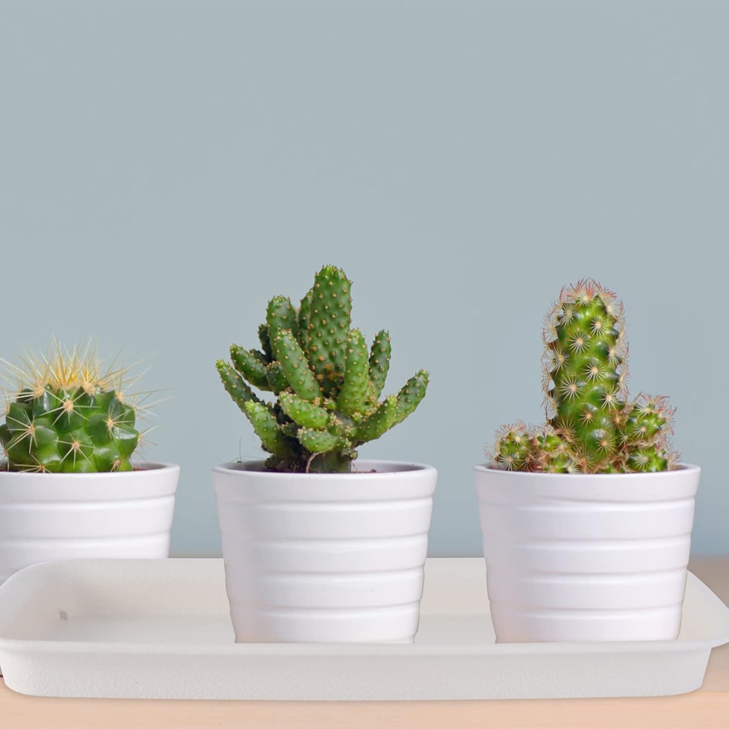 DOITOOL 5PCS Rectangular Plastic Plant Saucers Tray Plant Drip Trays Pot Saucer for Indoor and Outdoor Plants, Plant Saucer Drip Trays for Holding Water Drips and, 11 x 4. 3 Inch (Beige)