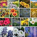 Southwestern Wildflower Seeds Bulk – 1/4 lb, 160,000+ Seeds – Native Desert Flower Mix – Annual & Perennial Wildflower Seed for Pollinators and Dry Climates