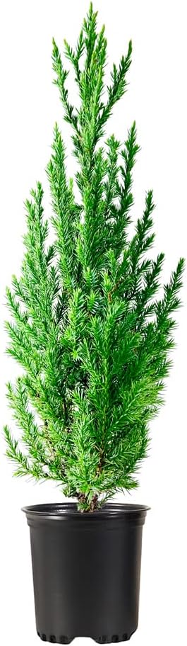 Spiny Greek Juniper | 1 Live 4 Inch Pot | Juniperus Chinensis | Drought Tolerant Cold Hardy Evergreen Screening Plants