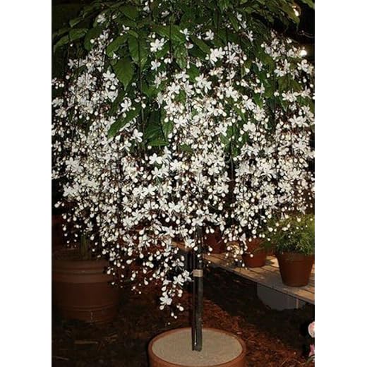 Clerodendrum Wallichii Live Plant