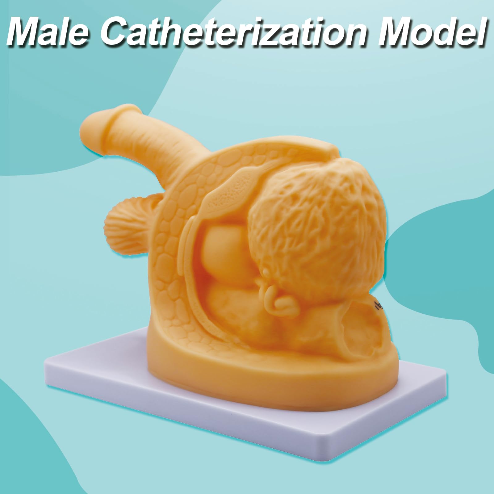 DRXRD Catheterization Model Anatomical Models Internal External Genital PVC Anatomy Model Nursing Practice for Medical Clinical Teaching & Practical Training (Male)