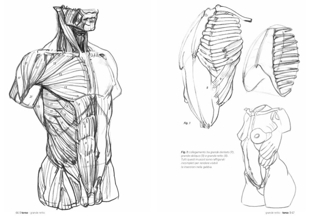 Anatomia artistica Carnet di morfologia
