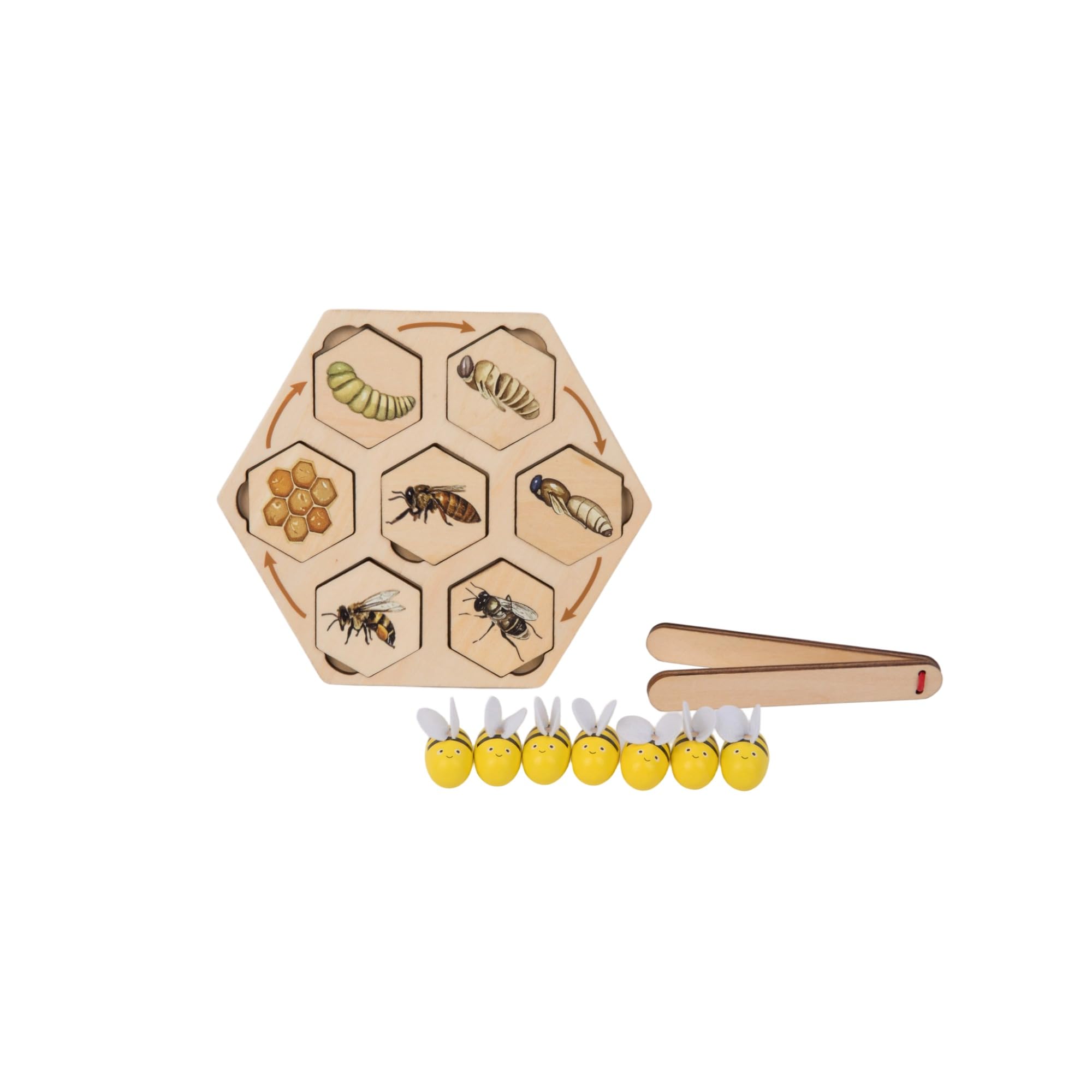 Montessori - Rompecabezas de ciclo de vida de abeja de madera para niños de 3 a 6 años | Aprende roles de colmena: reina, trabajador, dron, rompecabezas realista de insectos con bandeja y abrazadera 5