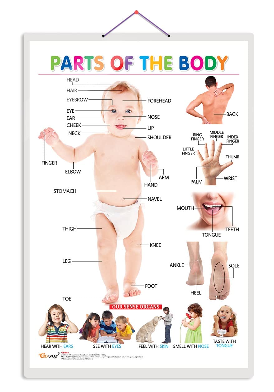 Parts Of The Body Early Years