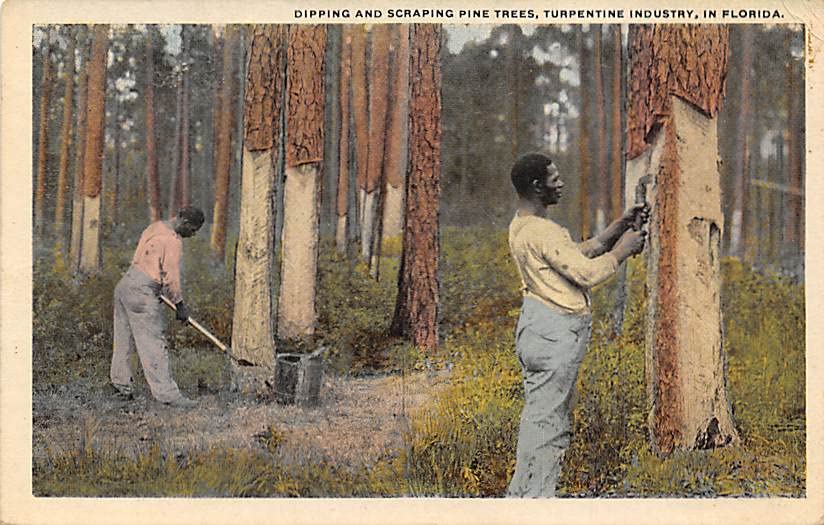 Dipping and Scraping Pine Trees Turpentine Industry Postcard