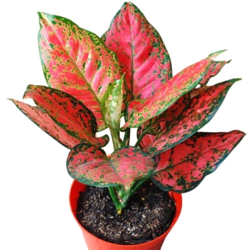 Aglaonema Red Indoor Live Plant with Pot (B0B59Q68X6) Amazon Price History, Amazon Price Tracker