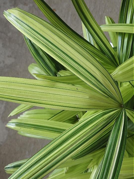 Amazon｜観音竹 瑞晃錦 / カンノンチク（8.5～9号）｜観葉植物