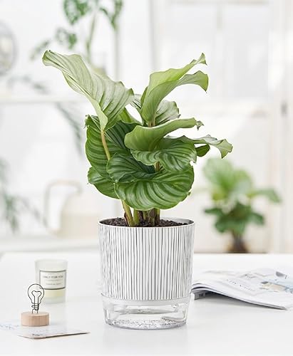 Miniatura 6 de Macetas de riego automático para plantas de interior, macetas, maceta de riego automático, 2 piezas de 4 + 5.3 pulgadas, rayas negras