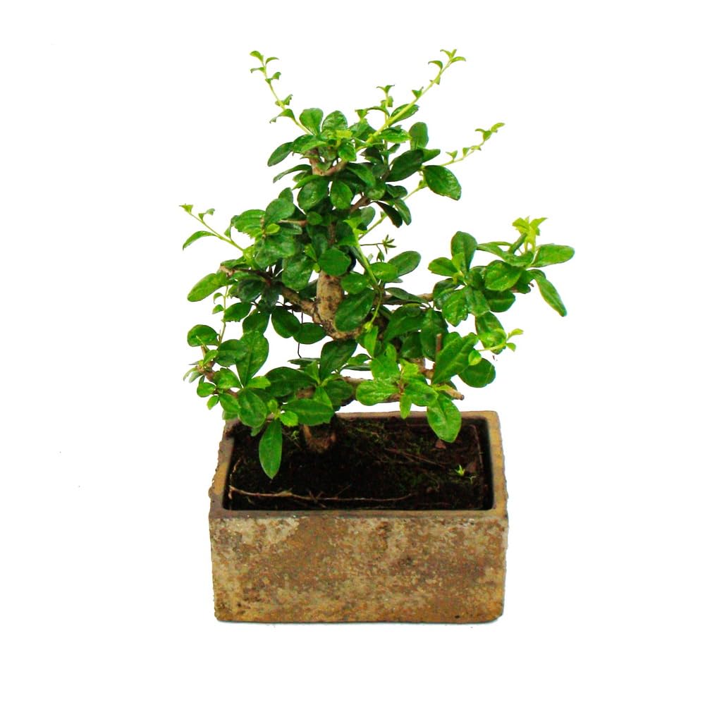 Bonsai do pokoju – nowoczesna, modna ceramika – bonsai pokojowe Carmona – 6 lat – wygląd kamienia