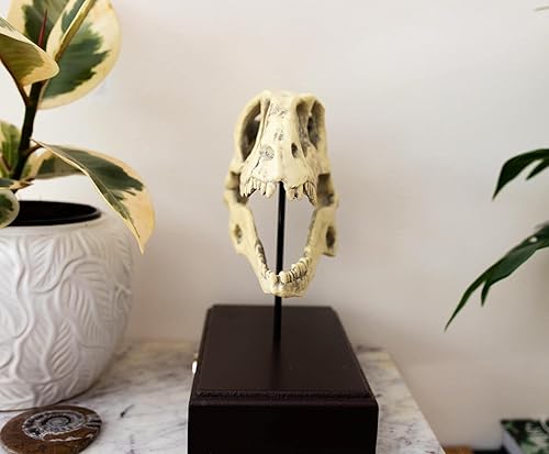 Miniatura 8 de Jurassic World Velociraptor Skull - Réplica de pisapapeles de 8 pulgadas  Decoración nostálgica de dinosaurio para escritorio de oficina