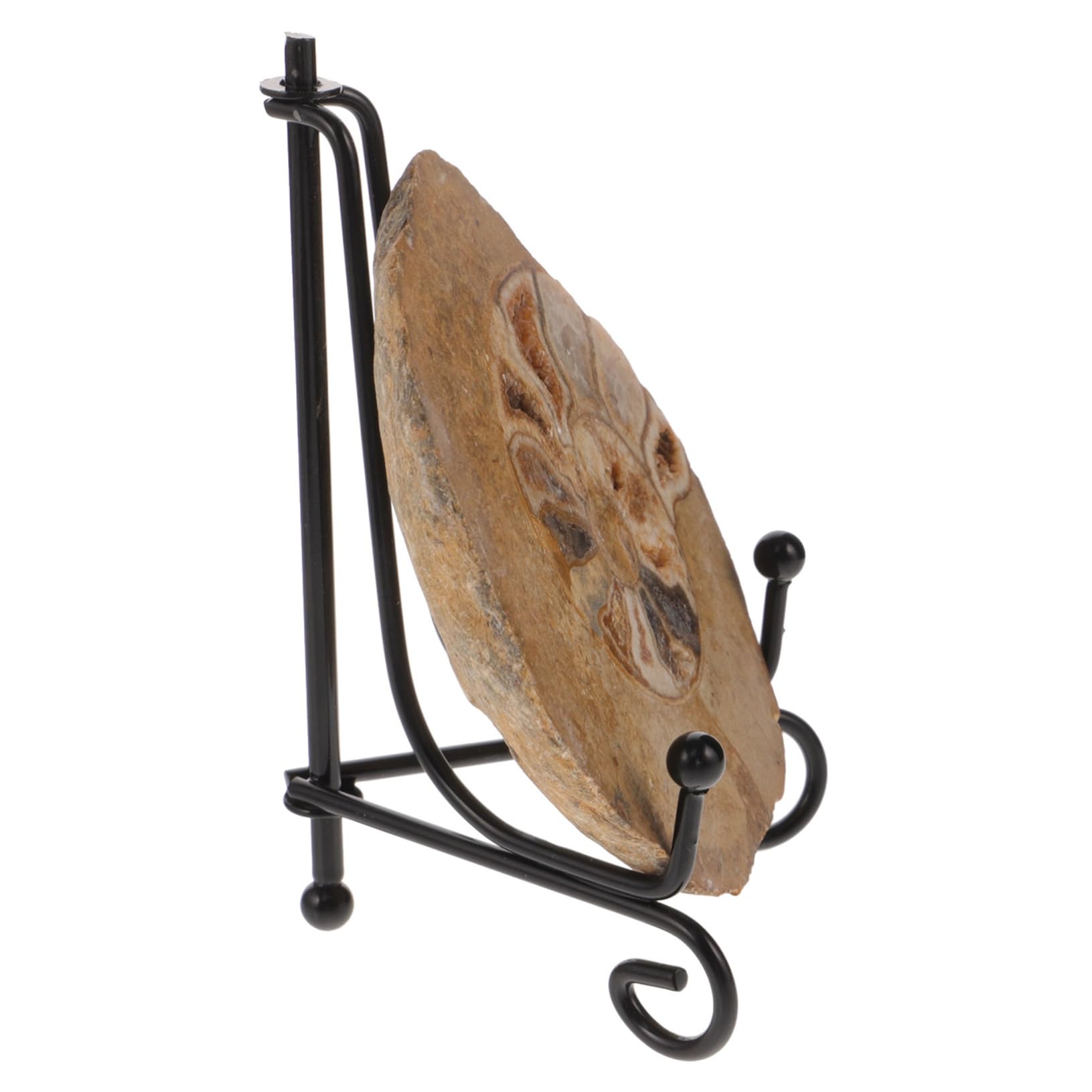 OKUMEYR Ammonite Ammonite Models for Decoration Ammonite Models for Collection Ammonite Models for Learning Ammonite Decor Ammonite Models Decoration Ammonite Models Ornament