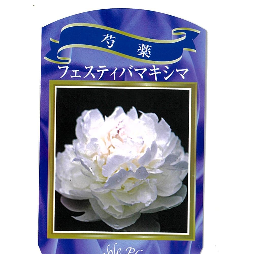 Amazon.co.jp: 芍薬（シャクヤク）“フェスティバマキシマ”6号スリット