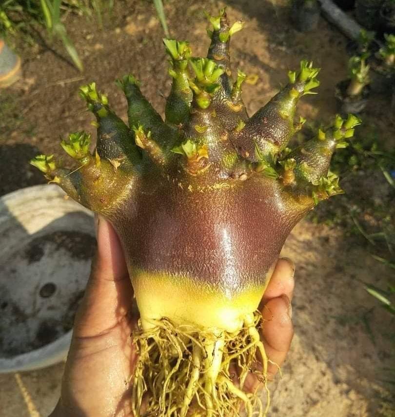 See full amazon price history chart for adenium Arabicum imported fresh and tested good germination seeds for gardening adenium Arabicum imported fresh and tested good germination seeds for gardening (B0B4G4VM4B) Amazon Price History, Amazon Price Tracker