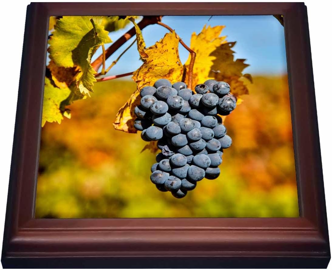 3dRose Trivet, 8 by 8-Inch, Brown