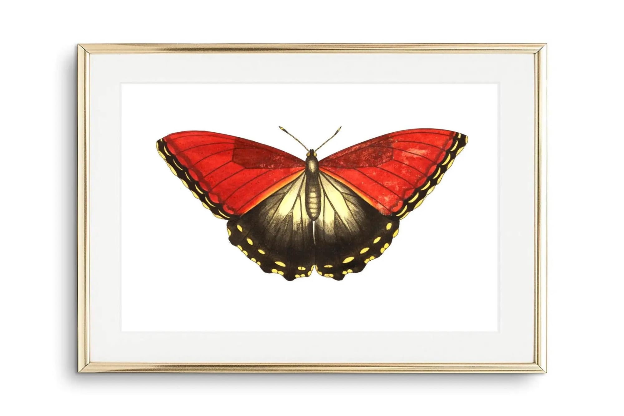 Lienzo de mariposa 30x40 cm, el regalo artístico ideal para amantes de los insectos