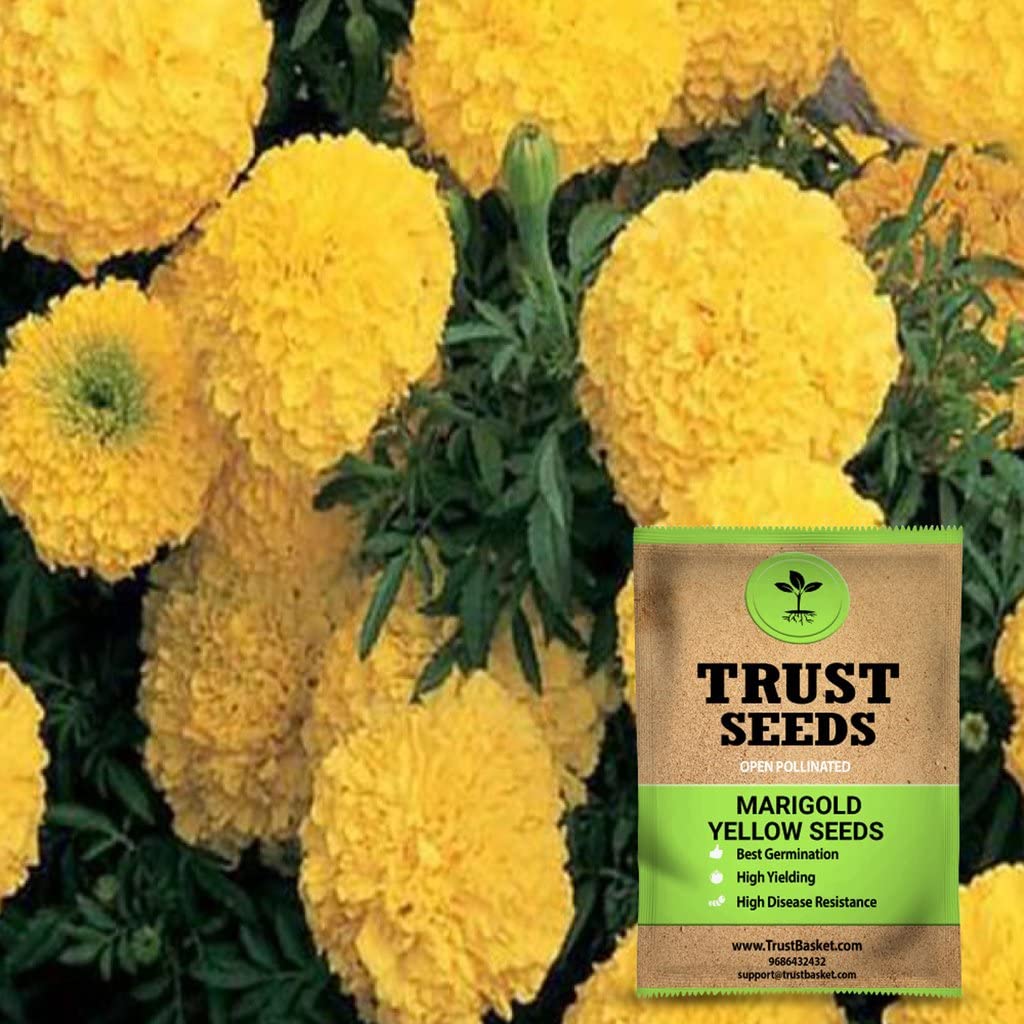 TrustBasket Premium Flower Marigold Yellow Seeds (Open pollinated) | Sow and Grow Fresh Healthy Seed in Your Garden Perfect for Home & Terrace Gardening High Germination Seeds (B071S5HXXB) Amazon Price History, Amazon Price Tracker