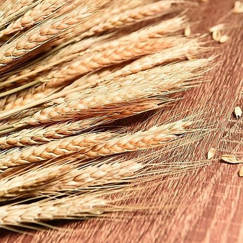 Ramo de espigas de trigo secas, 50 tallos para decoración miniatura 3