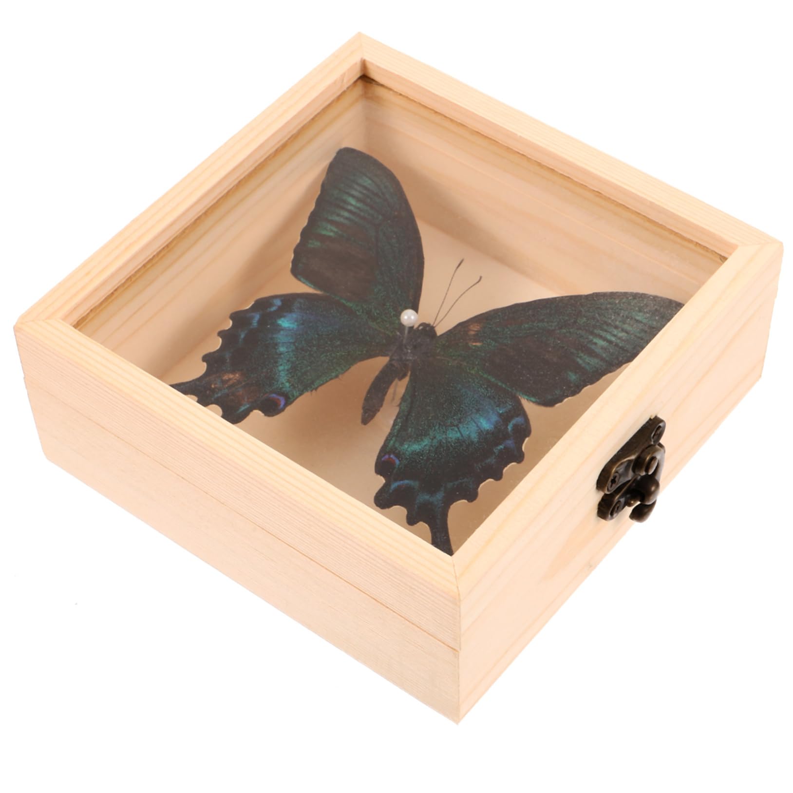 Gatuida 4sets Decorative Esemplari Insetti Espositiva e Collezionismo Per Appassionati e Decorazioni Interne