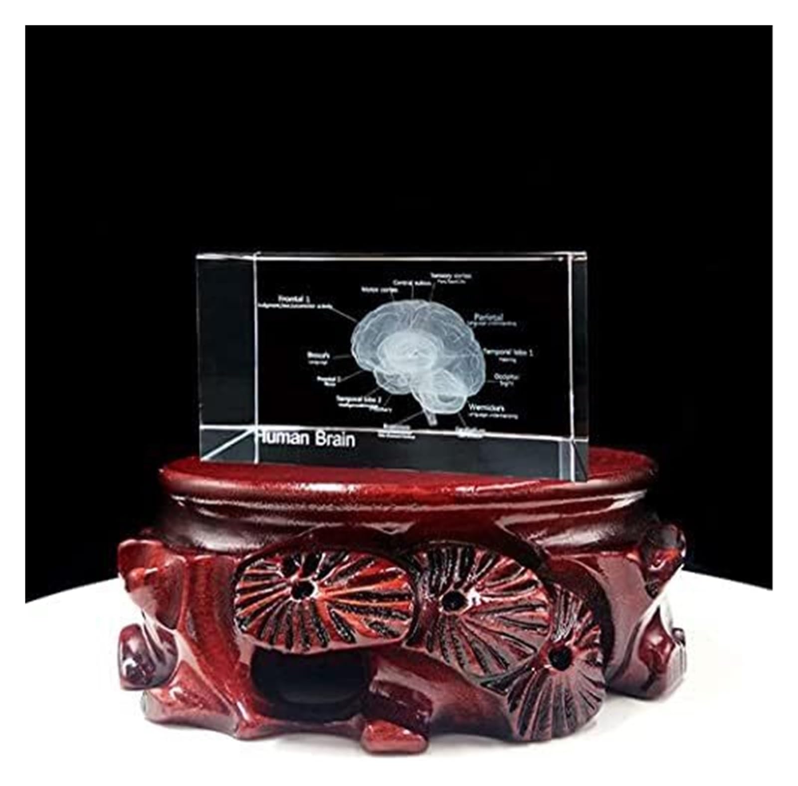 Modello anatomico, Modello 3D di Cervello Umano in Cristallo con Base LED - Strumento didattico Anatomia educativa e splendido Souvenir scientifico in cubo Vetro