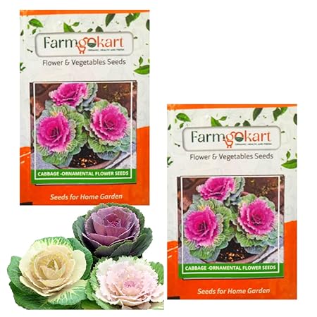 Farmgokart Pack Of 2 Packets Of CABBAGE - ORNAMENTAL -Flower Seeds|Easy To Grow| Best Suitable For Terrace And Home Gardening| Quality Flower Seeds Pouch