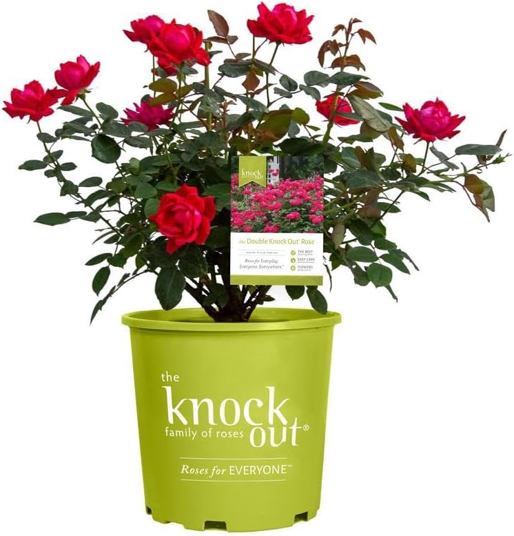 Red Double Knock Out Rose Bush (1 Gallon) Flowering Semi-Evergreen Shrub with Red Double-Form Blooms - Full Sun Live Outdoor Plant