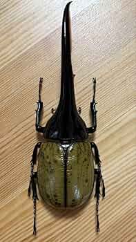 最終値下げ　ヘラクレスオオカブト　161mmペア 最終値下げ ヘラクレスオオカブト 161mmペア 最終値下げ