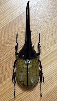 ヘルクレスオオカブト　2枚セット ☆ヘラクレスオオカブト☆2点入園グッズ入学セット2025 その他