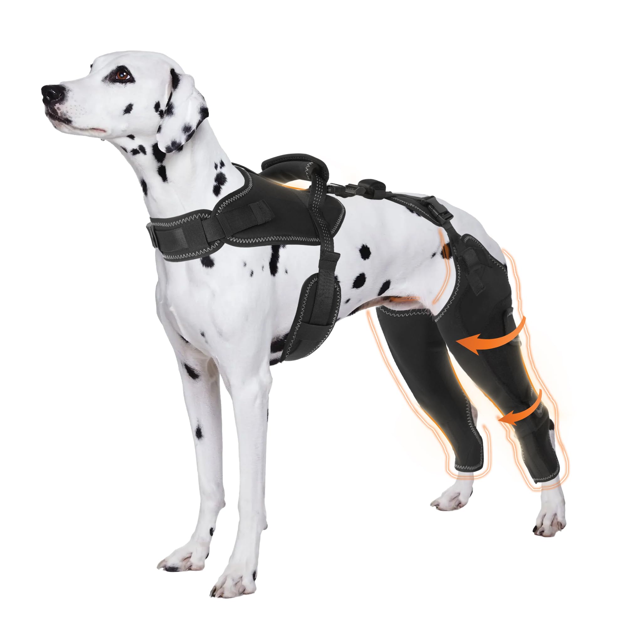 Harnais pattes arrière chien garde les articulations au chaud en promenade