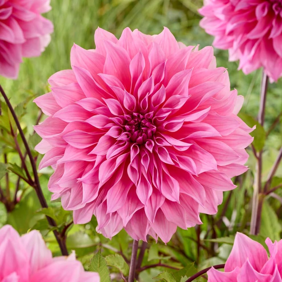 Votaniki Dinnerplate Dahlia Arthur Hambley Tubers for Planting &mdash; Perennial & Stunning Summer...