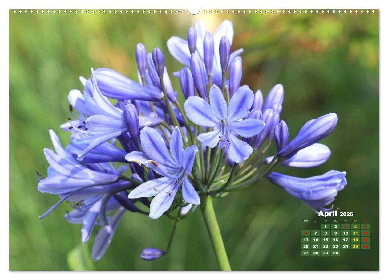 Sommerliche Blütenträume (hochwertiger Premium Wandkalender 2026 DIN A2 quer), Kunstdruck in Hochglanz: Ein ganzes Jahr voller floraler Poesie (CALVENDO Natur)