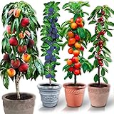 säulenobst mirabelle 🍎SÄULENOBSTBÄUME: Sie nehmen nur wenig Platz im Garten ein und können sogar in gröβeren Töpfen gepflanzt werden: Früchte für Sie, sogar auf Ihrer Terrasse! Im Frühling erscheint eine Blütenmanschette gefolgt später von einer reichen Fruchtgirlande!