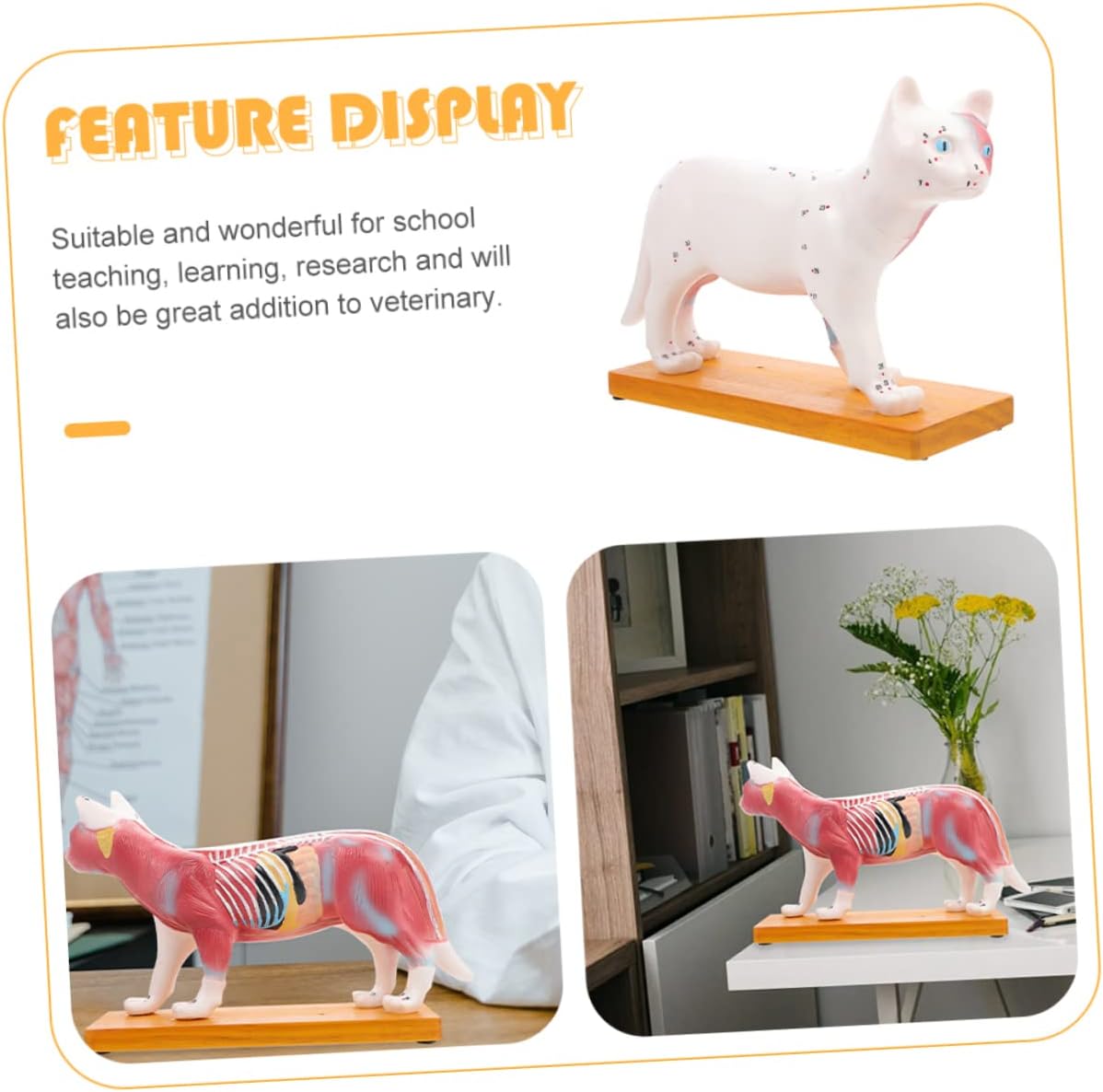 OUNONA Veterinary Cat Body Acupuncture Model Detailed Anatomical Model for Teaching Research and Learning Veterinary Education