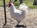 12 American Bresse Meat Chicken Large Hatching Eggs - Very Rare Meat/Layers