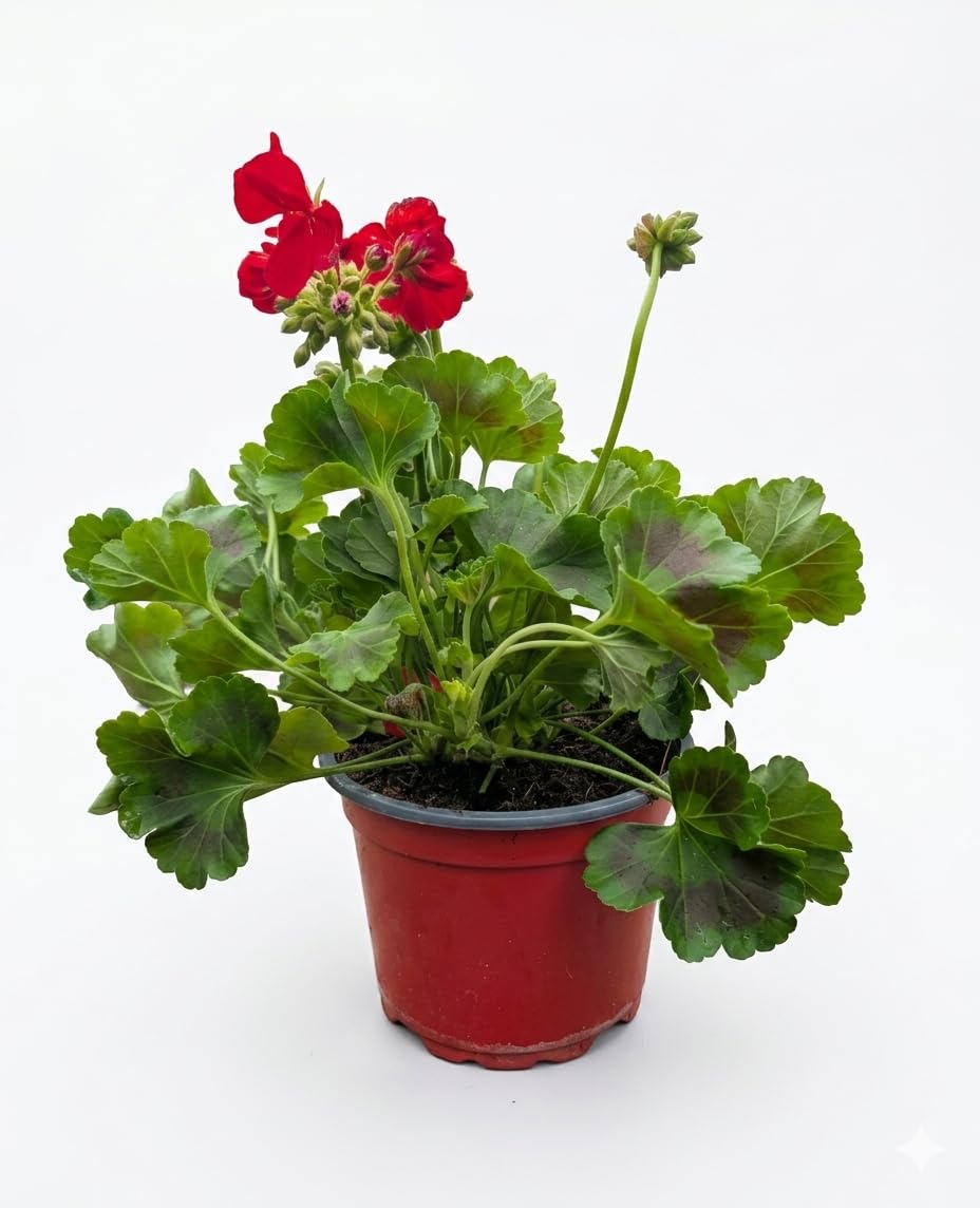 Red Geranium Plants in 2L Pot | Patio Garden Plants | Bright Summer Bedding