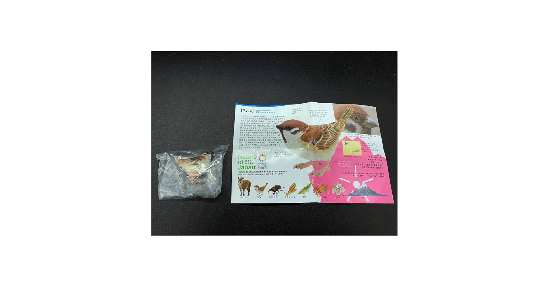 みみ　水彩画　雀とカリブラコア　値段は600円です ペチュニア・カリブラコアの苗｜サカタのタネ オンラインショップ