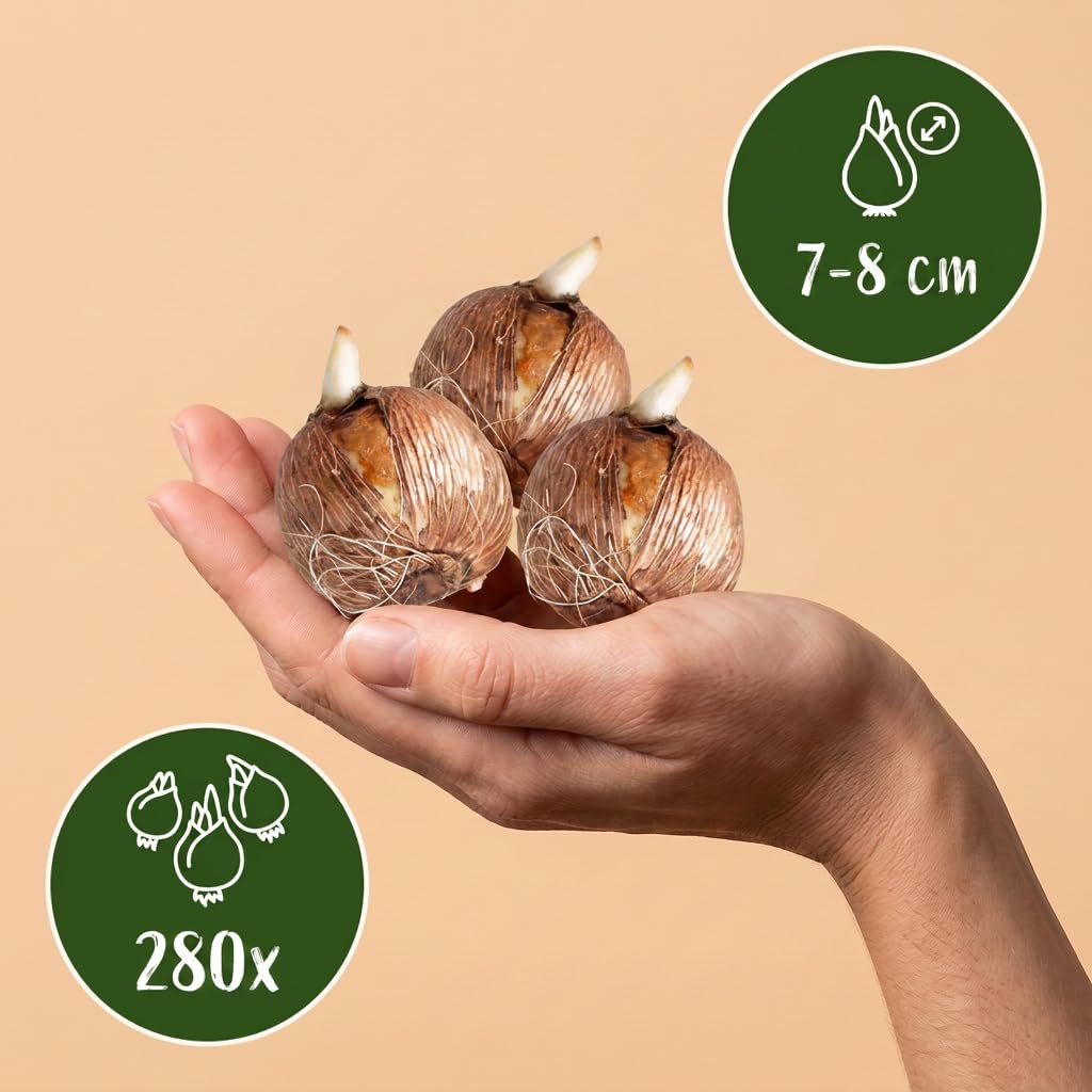 Green boutiQ - 280x Crocus mix - Crocus en mélange - Divers - Bulbe naturalisant - Calibre 7/8
