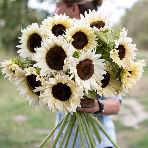 Miniatura 4 de Girasoles artificiales de seda grandes de 26 pulgadas de tallo largo, flores falsas, 6 piezas de girasoles de otoño vintage, ramo a granel para el