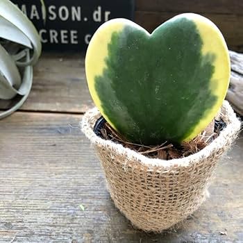 Amazon｜ラブラブハート 斑入りホヤ ハート型の葉 ホヤ 観葉植物