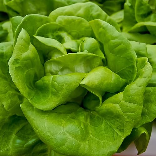 Miniatura 6 de Semillas de Lechuga (Buttercrunch) (2300 Semillas)