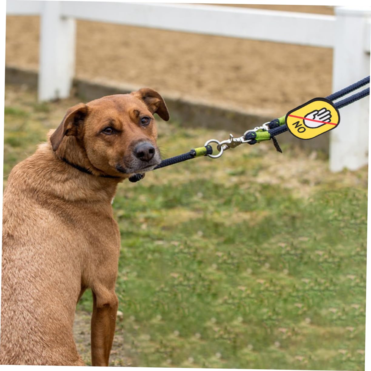 15pezzi Adesivi Di Per Guinzaglio Di Cani Etichette Di Identificazione Per Animali Domestici Con Chiusura Sicurezza e Riconoscimento Pubblico