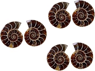 ULTECHNOVO 6 Peças De Marca Fóssil De Amonite Adereços De Ensino De Paleontologia Brinquedos De Amostra Antiga Para Decoração Brinquedo Para Mariposas Decorativas Para Pared Adorno Fóssil