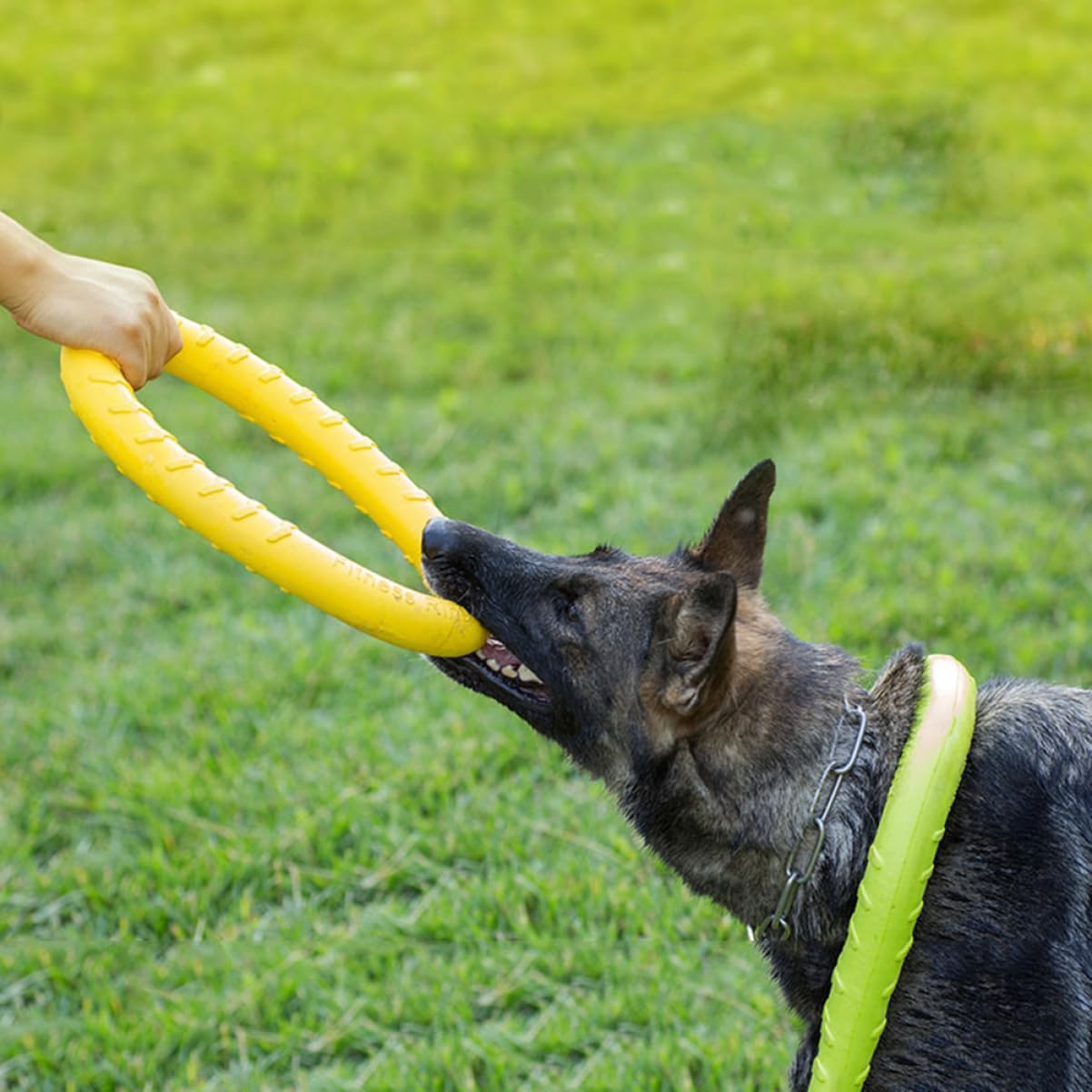 Beavorty 2 Juguetes Masticables para Perros Seguros para La Salud De Tu Mascota Juguete De Dentición Naranja para Mascotas.