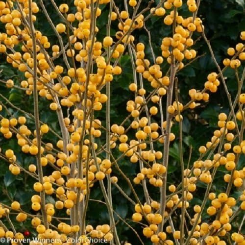 Miniatura 2 de Gold Berry Heavy Winterberry Holly - Maceta de 4" - Ganadores probados